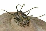 Flying Ceratonurus Trilobite - Top Quality Prep #381564-5